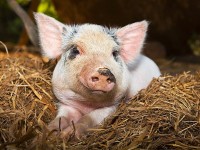 Информация для владельцев свиней. Переход на альтернативные виды животноводства личных подсобных хозяйств