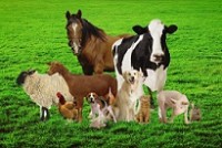 Минсельхоз РФ информирует о содержании сельскохозяйственных животных на участках, расположенных на территории садовых некоммерческих товариществ